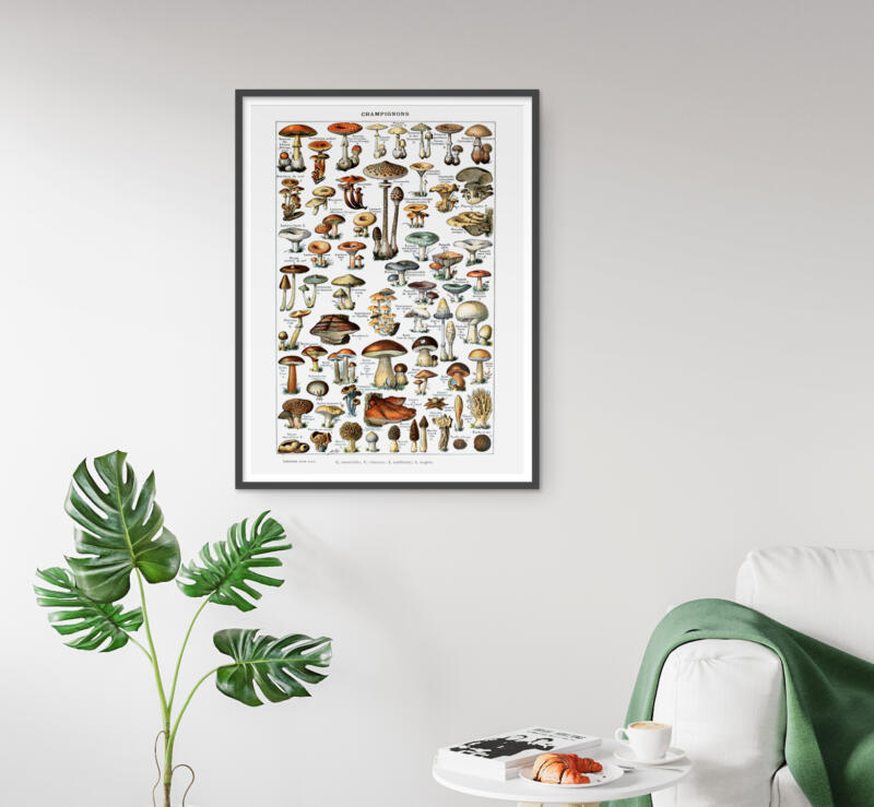 Pilze Vintage Poster - Naturwissenschaftliche Illustrationen Adolphe Millot – Bild 5