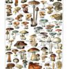 Pilze Vintage Poster - Naturwissenschaftliche Illustrationen Adolphe Millot
