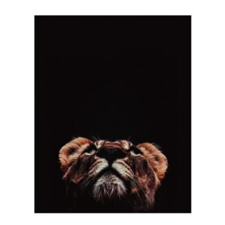 Löwin Portrait Kunstdruck Poster Wandbild