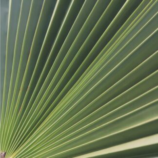 Wandbild Kunstdruck Palmenblätter Tropisch