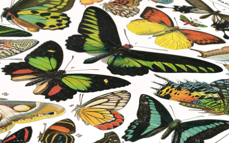 Schmetterlinge Vintage Poster - Naturwissenschaftliche Illustrationen Adolphe Millot – Bild 3