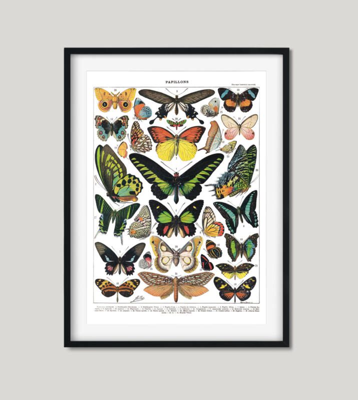 Schmetterlinge Vintage Poster - Naturwissenschaftliche Illustrationen Adolphe Millot – Bild 4