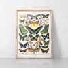 Schmetterlinge Vintage Poster - Naturwissenschaftliche Illustrationen Adolphe Millot